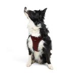 Tailpetz Air-Mesh Küçük ve Orta Irk Kedi Köpek Göğüs Tasması - Yumuşak, Nefes Alabilir, Dayanıklı (Bordo, XL)