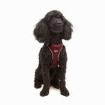 Tailpetz Air-Mesh Küçük ve Orta Irk Kedi Köpek Göğüs Tasması - Yumuşak, Nefes Alabilir, Dayanıklı (Bordo, XS)