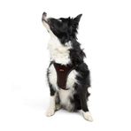 Tailpetz Air-Mesh Küçük ve Orta Irk Kedi Köpek Göğüs Tasması - Yumuşak, Nefes Alabilir, Dayanıklı (Kahverengi, XL)