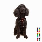 Tailpetz Air-Mesh Küçük ve Orta Irk Kedi Köpek Göğüs Tasması - Yumuşak, Nefes Alabilir, Dayanıklı (Kahverengi, XS)