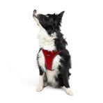 Tailpetz Air-Mesh Küçük ve Orta Irk Kedi Köpek Göğüs Tasması - Yumuşak, Nefes Alabilir, Dayanıklı (Kırmızı, XLarge)