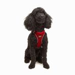 Tailpetz Air-Mesh Küçük ve Orta Irk Kedi Köpek Göğüs Tasması - Yumuşak, Nefes Alabilir, Dayanıklı (Kırmızı, XSmall)