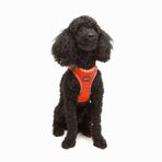 Tailpetz Air-Mesh Küçük ve Orta Irk Kedi Köpek Göğüs Tasması - Yumuşak, Nefes Alabilir, Dayanıklı (Neon-Turuncu, XSmall)