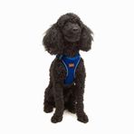 Tailpetz Air-Mesh Küçük ve Orta Irk Kedi Köpek Göğüs Tasması - Yumuşak, Nefes Alabilir, Dayanıklı (Saks, XSmall)