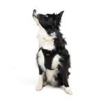 Tailpetz Air-Mesh Küçük ve Orta Irk Kedi Köpek Göğüs Tasması - Yumuşak, Nefes Alabilir, Dayanıklı (Siyah, XLarge)