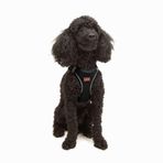 Tailpetz Air-Mesh Küçük ve Orta Irk Kedi Köpek Göğüs Tasması - Yumuşak, Nefes Alabilir, Dayanıklı (Siyah, XSmall)