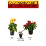 Takım Seti Sarı Dahliya Çiçeği+ Kırmızı Mine + Hediyelik Telgraf Çiçeği, SRD03022025BYB581