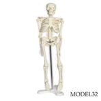 TAM İSKELET MAKETİ 45 CM MODEL 32