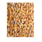 Tane Mısır 2.5 Kg Tüm Mısır Yemlik Mısır Hayvan Yemi "balık Yemi" AFS0909332123