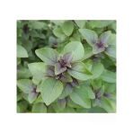 Tarçın Aromalı Fesleğen Tohumu - Özel Seri