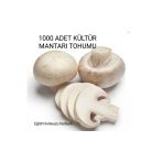 Tarımsal ve Hayvansal Ürünler 1000 Adet Kültür Mantarı Tohumu + Eğitim Kılavuzu + Hediye