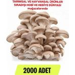 Tarımsal ve Hayvansal Ürünler 2000 Adet Istiridye Mantarı Tohumu, Ekim Poşetleri, Kılavuz ve Üzüm Fidanı Tohumu Hediye - 1 Adet