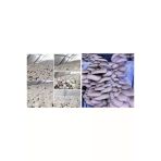 Tarımsal ve Hayvansal Ürünler İstiridye ve Kültür Mantarı Tohumu Birlikte (2×3000 Adet)