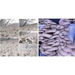 Tarımsal ve Hayvansal Ürünler Istiridye ve Kültür Mantarı TOHUMU(2×2000ADET) - 1 Adet