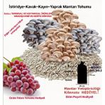 Tarımsal ve Hayvansal Ürünler Mantar Yetiştiriciliği Kılavuzu + Ekim Poşeti + Istiridye Kayın Kavak Mantarı Tohumu 2000'li + Hediye Üzüm Fidanı Tohumu - 2000 Adet