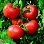 Tarla Domatesi Tohumu