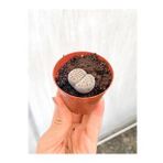 Taş Kaktüs Lithops 5.5 cm Saksıda
