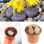 Taş Kaktüs Özel Tür Lithops 5.5 Saksıda