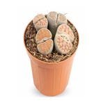 Taş Kaktüs Sukulent (5-10 Cm) 1 Adet Saksılı Dekoratif Bitki, BTSNU16032425