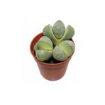 Taş Kaktüs Sukulent (5-10 Cm) 1 Adet Saksılı Dekoratif Bitki, SRD04022025BYB1465