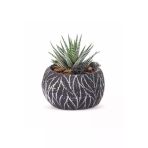 Taş Saksıda Haworthia