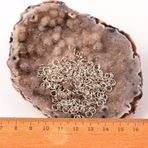 Taş Sandığı 15 gr Metal Halka - Takı Malzemesi