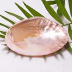 Taş Sandığı Sedef Taşı Tabak - Deniz Kabuğu - 13 cm