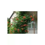 Taşkar Peyzaj Acem Borusu Sarmaşık ( Turuncu Borazan Çiçeği) Fidanı ( Tüplü 50-80 Cm)
