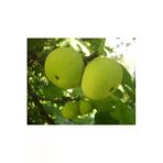 Taşkar Peyzaj Beyaz Incir ( Yediveren) Fidanı ( 60 - 100 Cm)