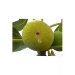 Taşkar Peyzaj Beyaz Incir ( Yediveren) Fidanı \ Açık Köklü \ 50-70 Cm)