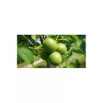 Taşkar Peyzaj Bilecik Ceviz Fidanı ( 2 Yaş - Tüplü) 40-60 Cm