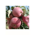 Taşkar Peyzaj Bodur Fuji Elma Fidanı Aşılı ( 2 Yaş \ Açık Köklü \ 30-40 Cm)