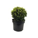 Taşkar Peyzaj Buxus Sempervirens Şimşir Fidanı 20-30 Cm 1 Adet