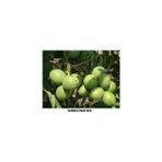 taşkar peyzaj Chandler Ceviz Fidani ( Aşili- Tüplü) 40-60 cm - Yok
