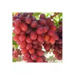 Taşkar Peyzaj Crimson Kırmızı Üzüm - Asma Fidanı ( 30-50 Cm)