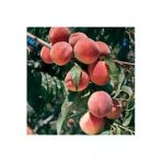 Taşkar Peyzaj Early Red Şeftali Fidanı ( Aşılı - 2 Yaş) - Tüplü - 100-120 Cm
