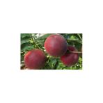 Taşkar Peyzaj Early Red Şeftali Fidanı Aşılı ( 2 Yaş \Tüplü \ 80-100 Cm)