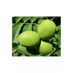 Taşkar Peyzaj Fernor Ceviz Fidanı Aşılı ( Açık Köklü 80-100 Cm)