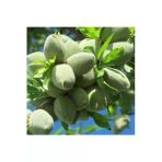 Taşkar Peyzaj Ferraduel Badem Fidanı ( Aşılı - 2 Yaş) - Tüplü - 100-120 Cm