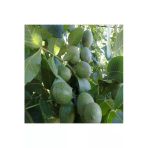 Taşkar Peyzaj Franguette -Tozlayıcı- Ceviz Fidanı Aşılı ( Açık Köklü \ 80-100 Cm)