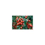 Taşkar Peyzaj Goji Berry Fidanı Açık Köklü-50 Cm
