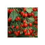 taşkar peyzaj Goji Berry ( Gojiberry ) Kurt Üzümü Fidanı ( Tüplü 30-50 Cm )