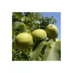 Taşkar Peyzaj Howard Ceviz Fidanı Aşılı ( Tüplü \ 40-60 Cm)
