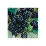 Taşkar Peyzaj Jumbo Böğürtlen Fidanı ( Dikensiz) Tüplü \ 30-60 Cm
