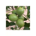 Taşkar Peyzaj Kaman Ceviz Fidanı Aşılı ( Açık Köklü \ 60-80 Cm)