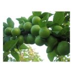 Taşkar Peyzaj Papaz Erik Fidanı ( Aşılı - 2 Yaş ) - Açık Kök - 100-120 cm