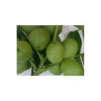Taşkar Peyzaj Payne Ceviz Fidanı Aşılı ( Açık Köklü \ 60-80 Cm)