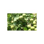 Taşkar Peyzaj Pedro Ceviz Fidanı ( 2 Yaş - Tüplü) 40-60 Cm
