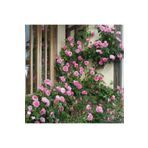 taşkar peyzaj Pembe Sarmaşık Gül Fidanı 10-30 Cm