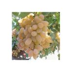 Taşkar Peyzaj Razaki Üzüm - Asma Fidanı 30-50 Cm)
